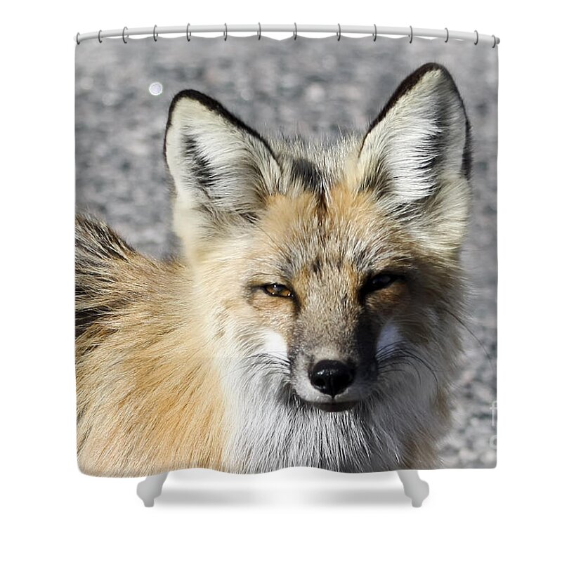 Animal Shower Curtain featuring the photograph Fox by Teresa Zieba