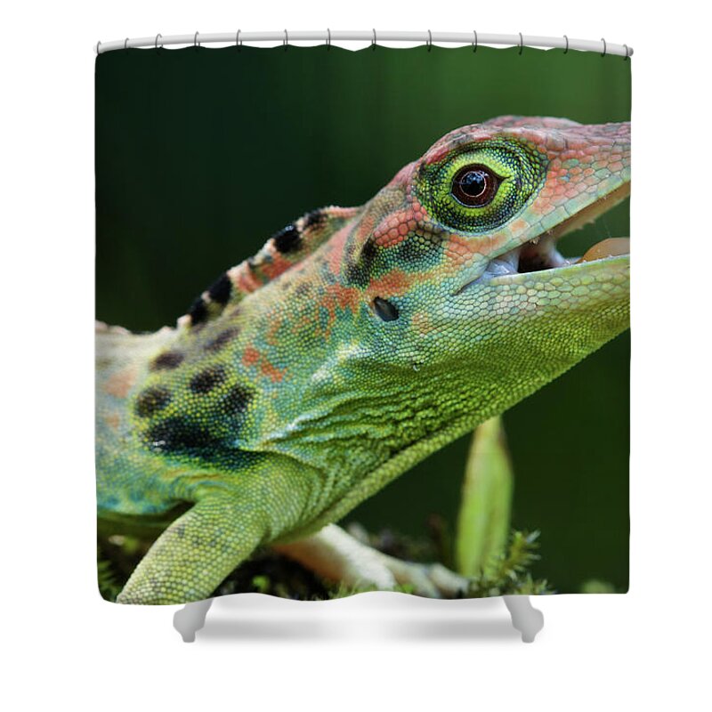 Fn Shower Curtain featuring the photograph Frasers Anole Anolis Fraseri Male by James Christensen