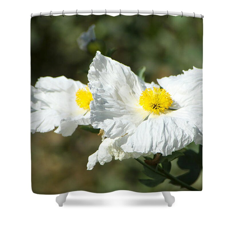 Wilflife Shower Curtain featuring the photograph Fried Egg Flowers by Diana Haronis