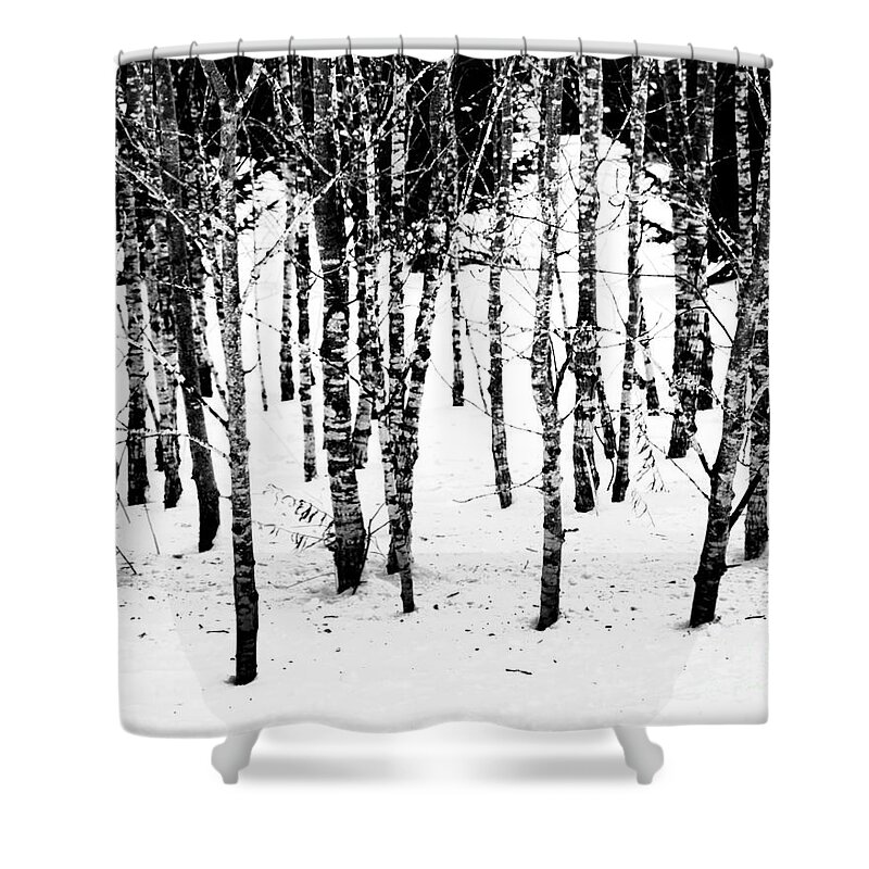 Birch Shower Curtain featuring the photograph Frigid White by Terry Doyle