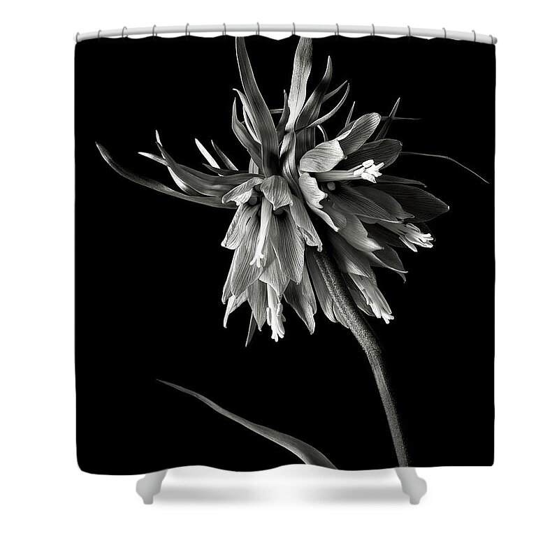 Flower Shower Curtain featuring the photograph Frittilaria in Black and White by Endre Balogh