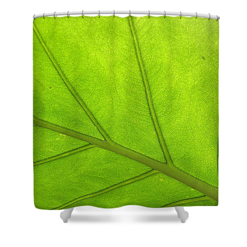 Tropical Leaf Shower Curtain featuring the photograph From Below by Kim Galluzzo