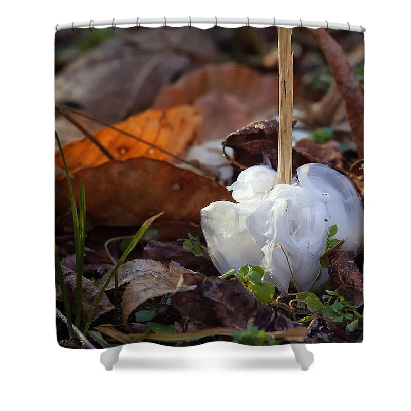 Frost Blossom Shower Curtain featuring the photograph Frost Blossom Lost Valley by Michael Dougherty