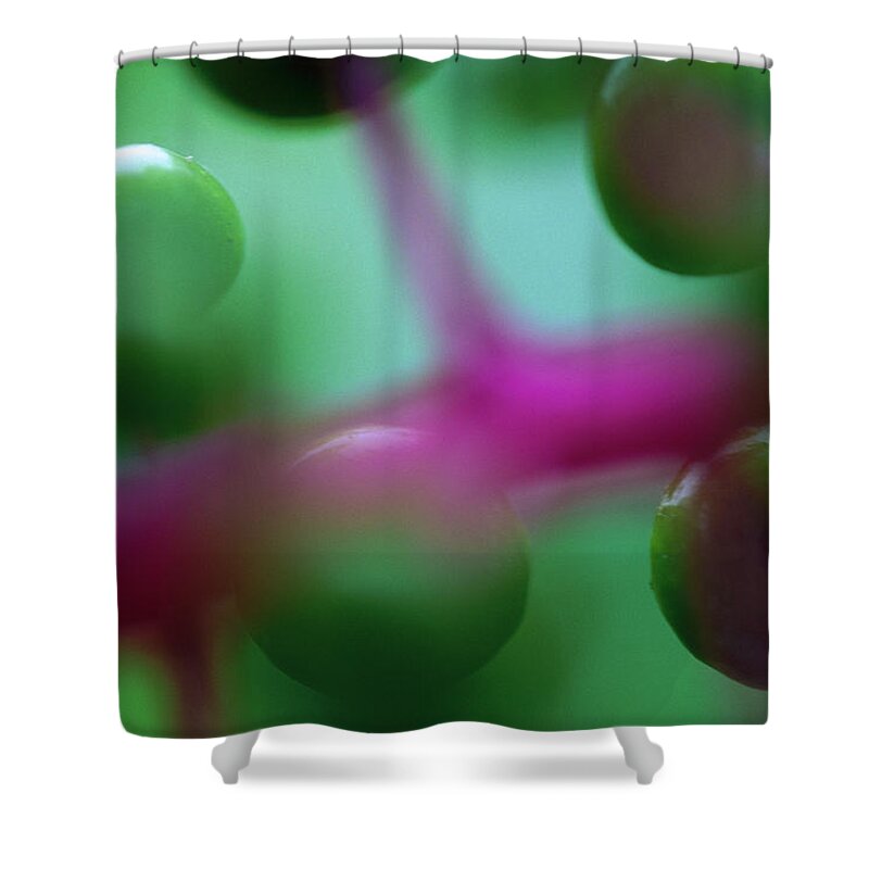 Mp Shower Curtain featuring the photograph Fruit Of An Understory Plant Has An by Christian Ziegler