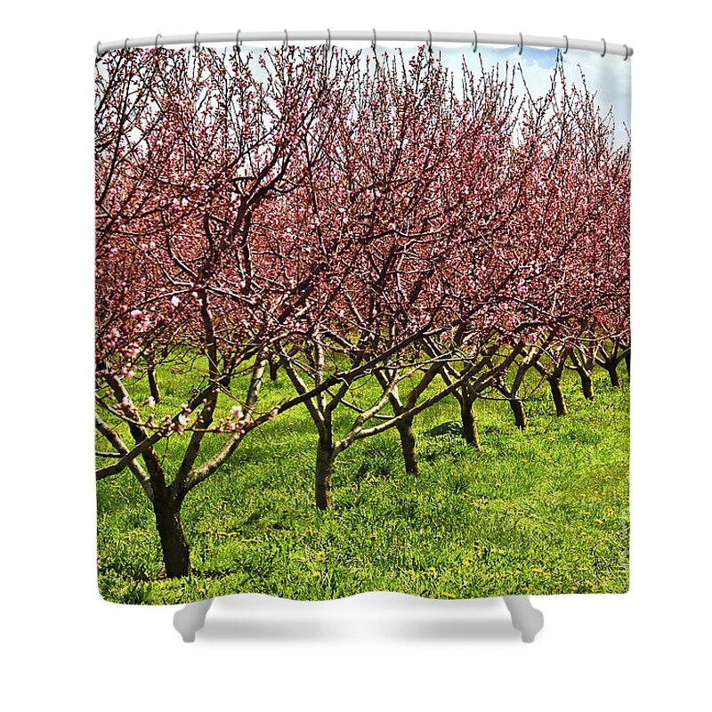 Orchard Shower Curtain featuring the photograph Fruit orchard by Elena Elisseeva