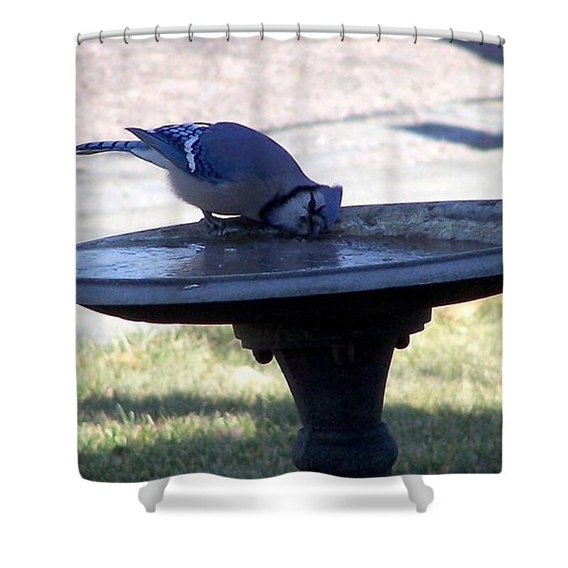Blue Jay Shower Curtain featuring the photograph Frustration by Dorrene BrownButterfield