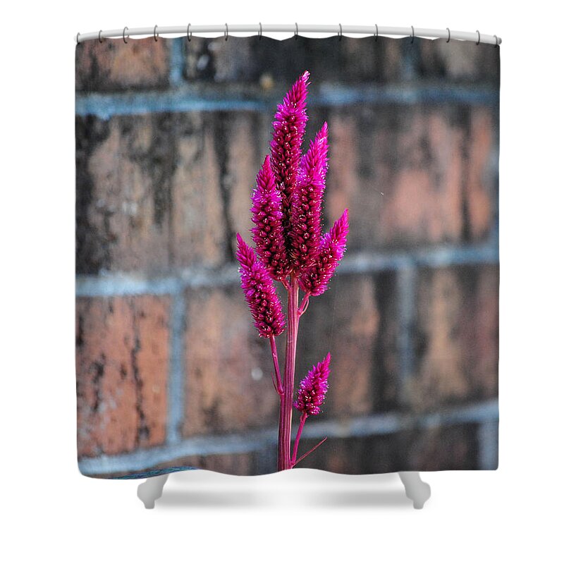 Autumn Shower Curtain featuring the photograph Fuchsia Plant I by Jai Johnson