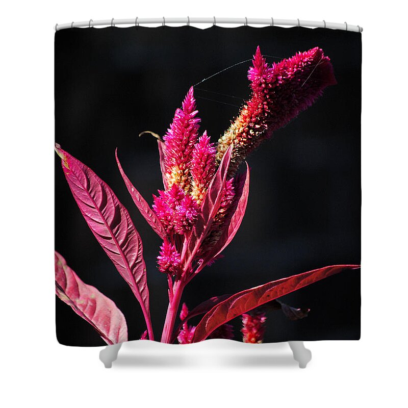 Autumn Shower Curtain featuring the photograph Fuchsia Plant II by Jai Johnson
