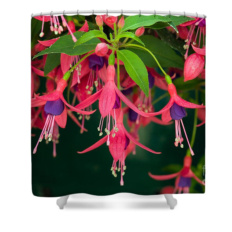 Plants Shower Curtain featuring the photograph Fuchsia Windchime Flowers by Alan and Linda Detrick and Photo Researchers