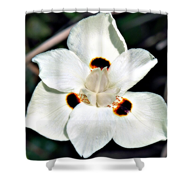 Flower Shower Curtain featuring the photograph Full Bloom by Bob Johnson