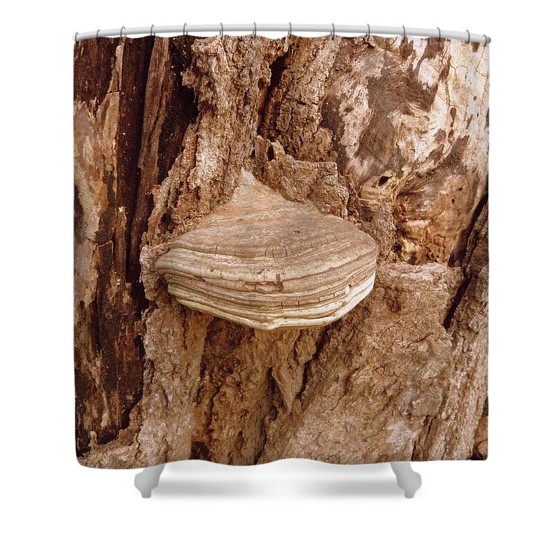 Fungi Shower Curtain featuring the photograph Fungi by Kim Galluzzo