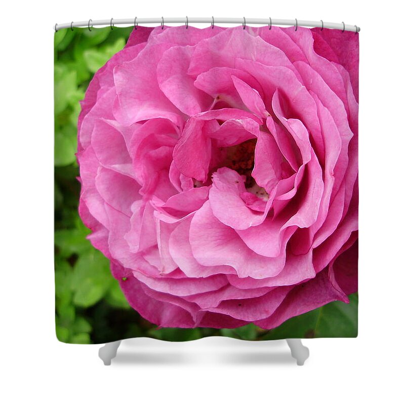 Flowers Shower Curtain featuring the photograph Fuschia Surprise by Anjel B Hartwell