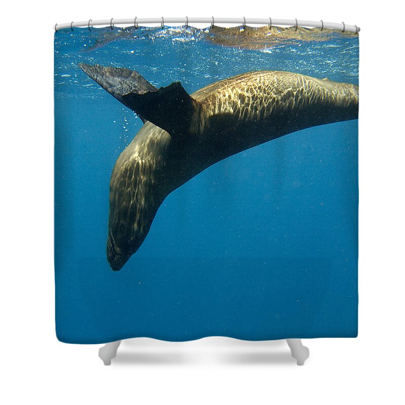 Mp Shower Curtain featuring the photograph Galapagos Sea Lion Zalophus Wollebaeki by Pete Oxford
