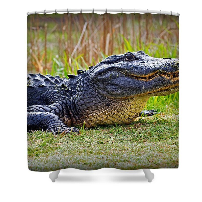Alligator Shower Curtain featuring the photograph Gator by Farol Tomson