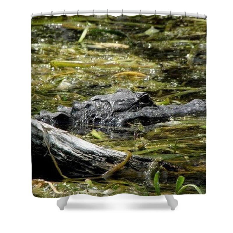 Alligator Shower Curtain featuring the photograph Gator by Kim Galluzzo