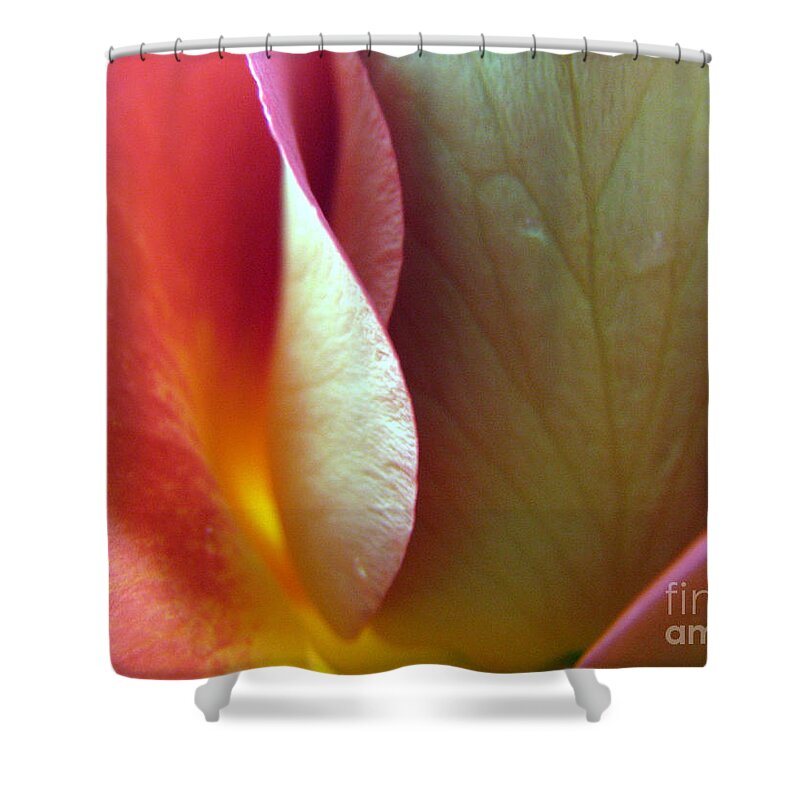Rose Shower Curtain featuring the photograph Genuine by Stacey Zimmerman