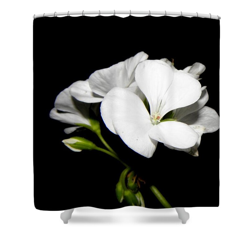 Geranium Shower Curtain featuring the photograph Geranium White by Kim Galluzzo Wozniak