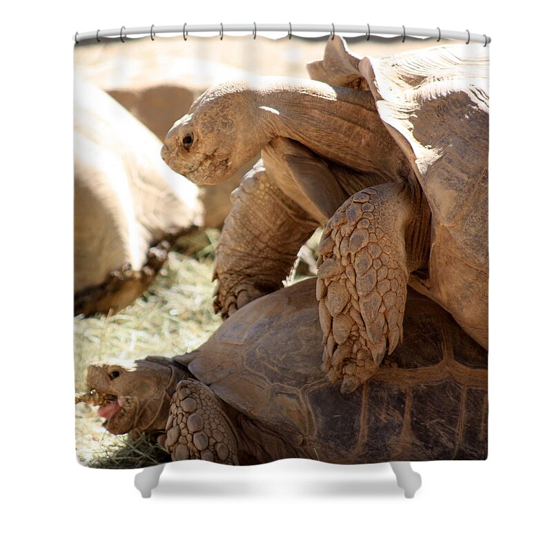 Tortoise Shower Curtain featuring the photograph Get a room by Kim Galluzzo