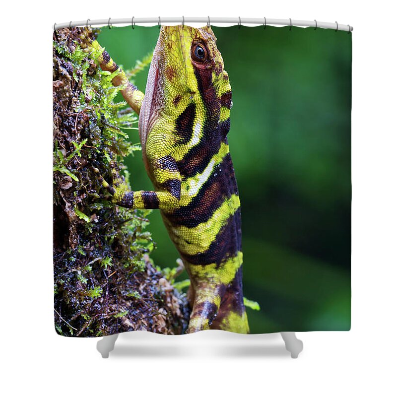 Fn Shower Curtain featuring the photograph Giant Anole Dactyloa Microtus Male by James Christensen
