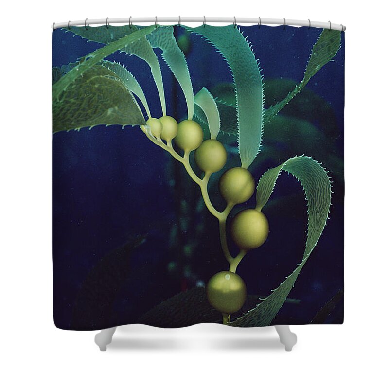 00085247 Shower Curtain featuring the photograph Giant Kelp Detail California by Flip Nicklin