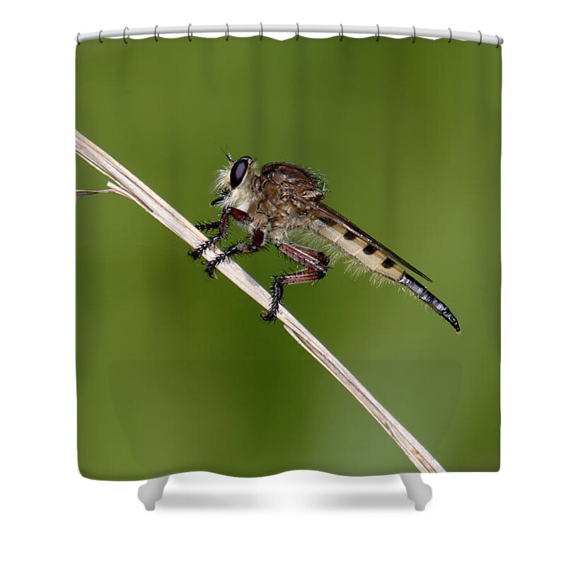 Nature Shower Curtain featuring the photograph Giant Robber Fly - Promachus hinei by Daniel Reed