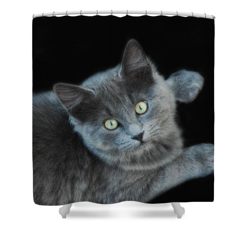 Cat Shower Curtain featuring the photograph Glamour Puss by Donna Blackhall