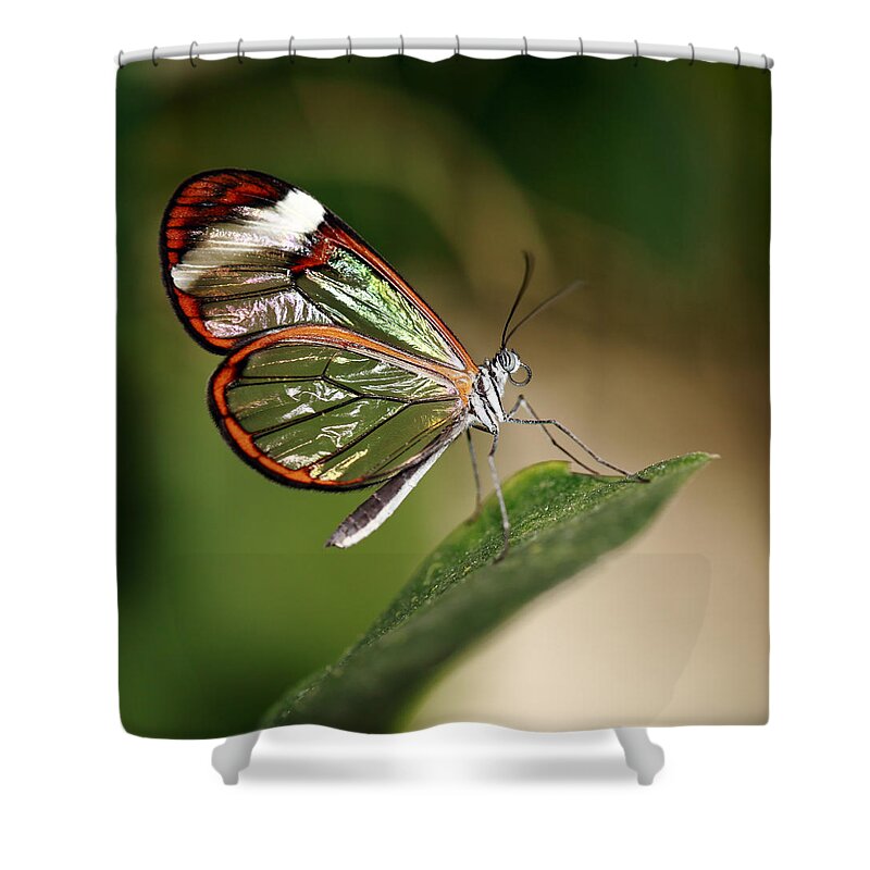 Glasswinged Longwing Butterfly Shower Curtain featuring the photograph Glasswing Butterfly by Grant Glendinning