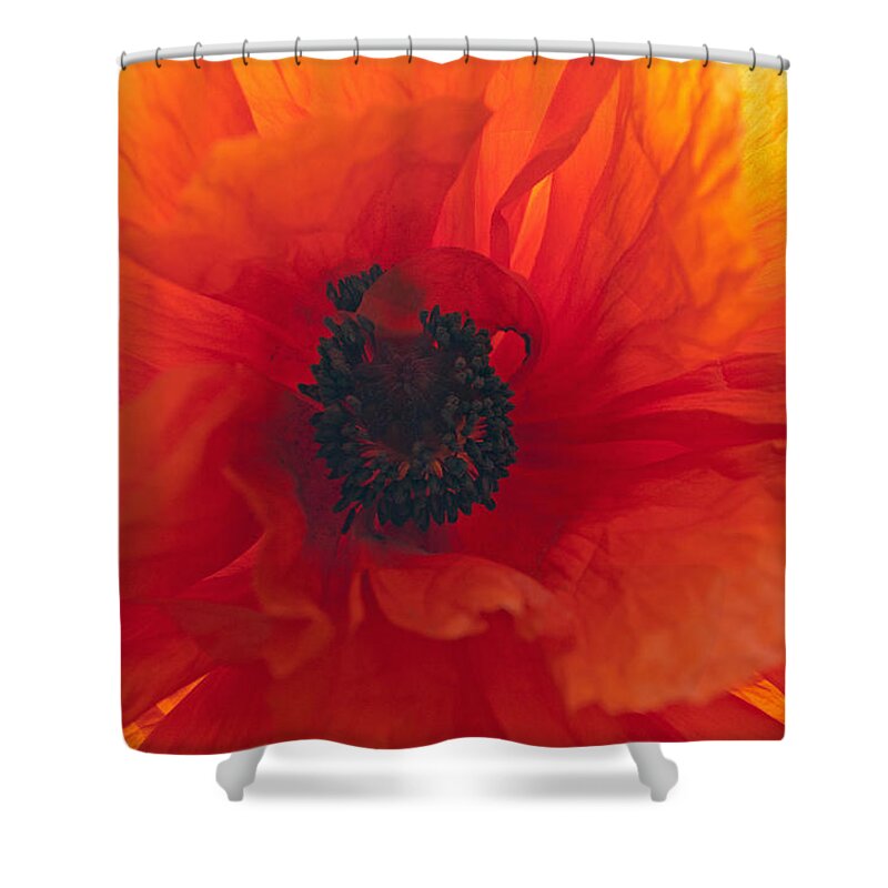 Flower Shower Curtain featuring the photograph Glowing Poppy by Tikvah's Hope