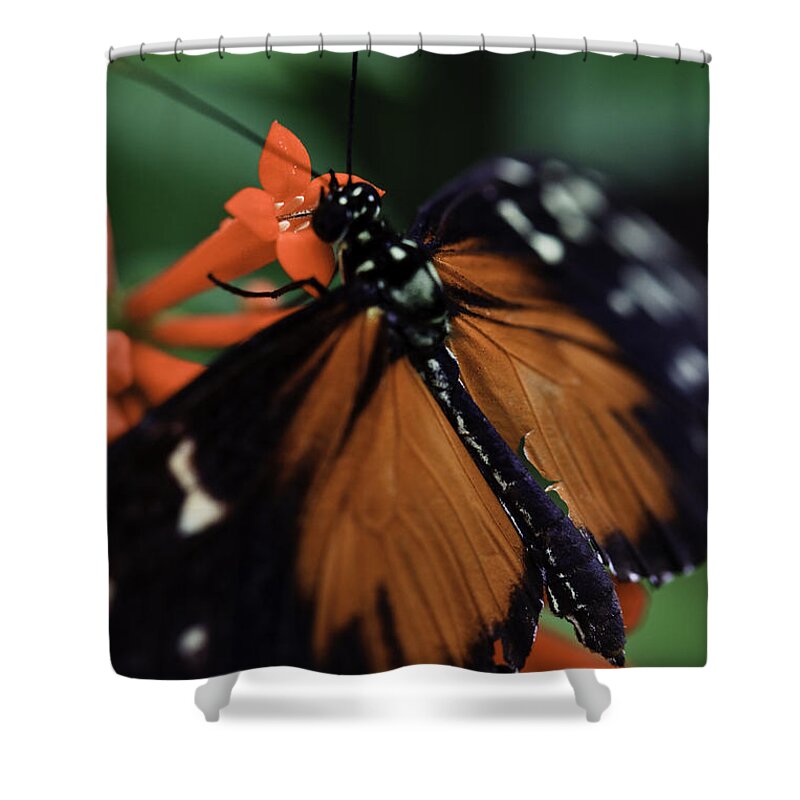 Golden Helicon Shower Curtain featuring the photograph Golden Helicon by Perla Copernik