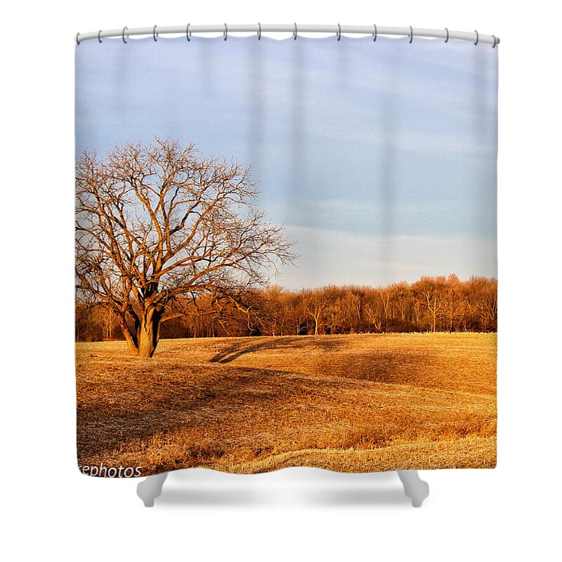 Golden Hour Tree And Shadows Shower Curtain featuring the photograph Golden Hour shadows by Rachel Cohen
