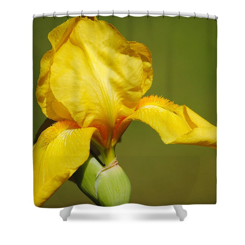 Beautiful Iris Shower Curtain featuring the photograph Golden Yellow Iris by Jai Johnson