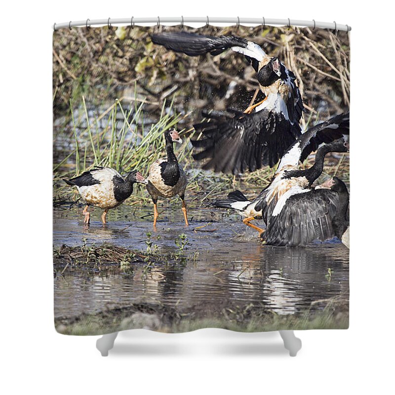 Goose Shower Curtain featuring the photograph Goose Fight by Douglas Barnard