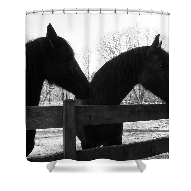 Friesians Shower Curtain featuring the photograph Gracie and Cora by Kim Galluzzo
