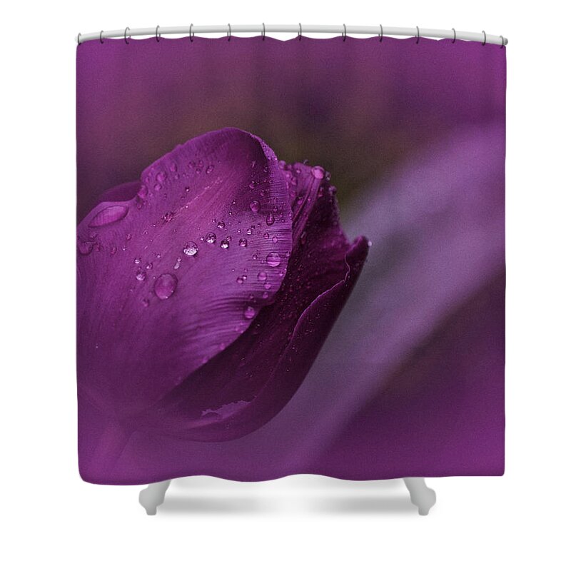 Purple Tulip Shower Curtain featuring the photograph Grape Tulip by Richard Cummings