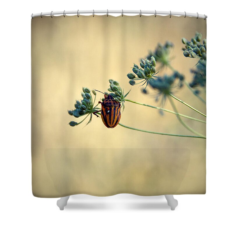 Animal Shower Curtain featuring the photograph Graphosoma lineatum by Stelios Kleanthous