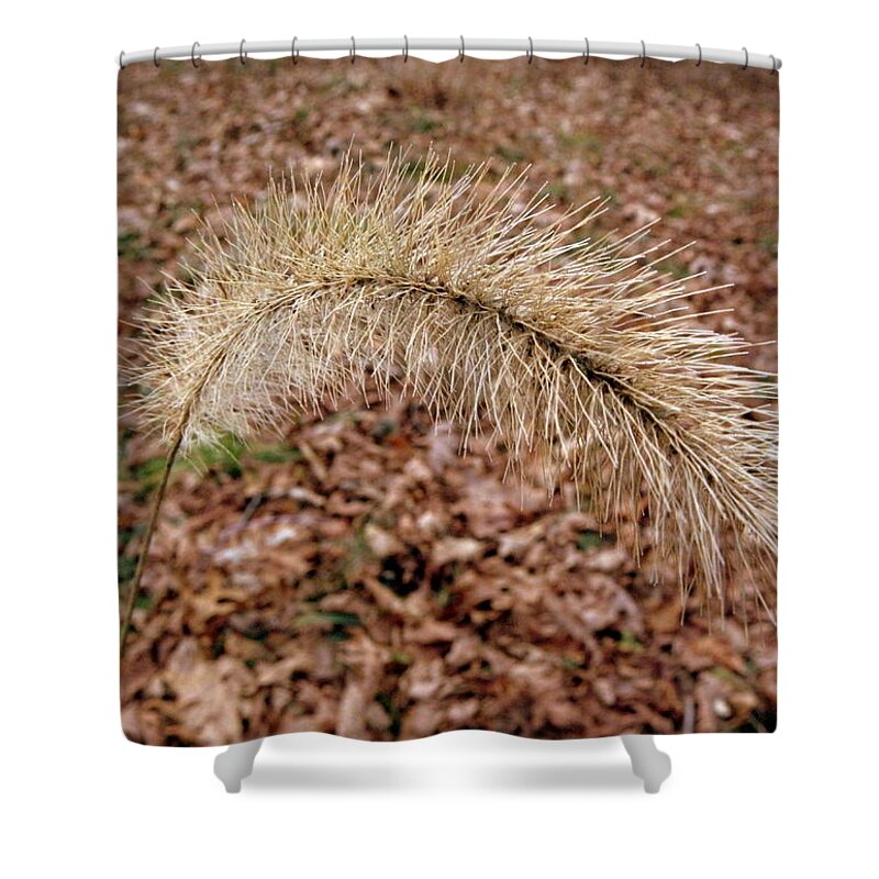 Grassy Shower Curtain featuring the photograph Grass Fuzzy by Kim Galluzzo Wozniak