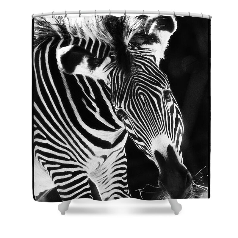 Animals Shower Curtain featuring the photograph Gravy Zebra by Perla Copernik