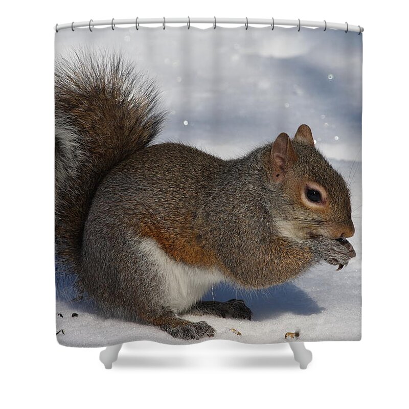 Gray Squirrel Shower Curtain featuring the photograph Gray Squirrel On Snow by Daniel Reed