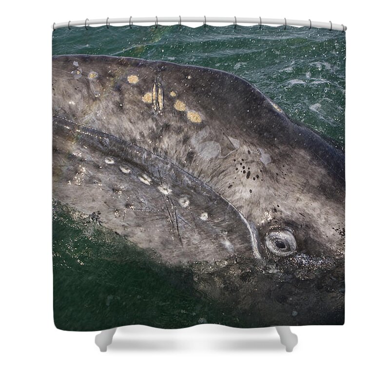 00429916 Shower Curtain featuring the photograph Gray Whale Calf And Rainbow San Ignacio by Suzi Eszterhas