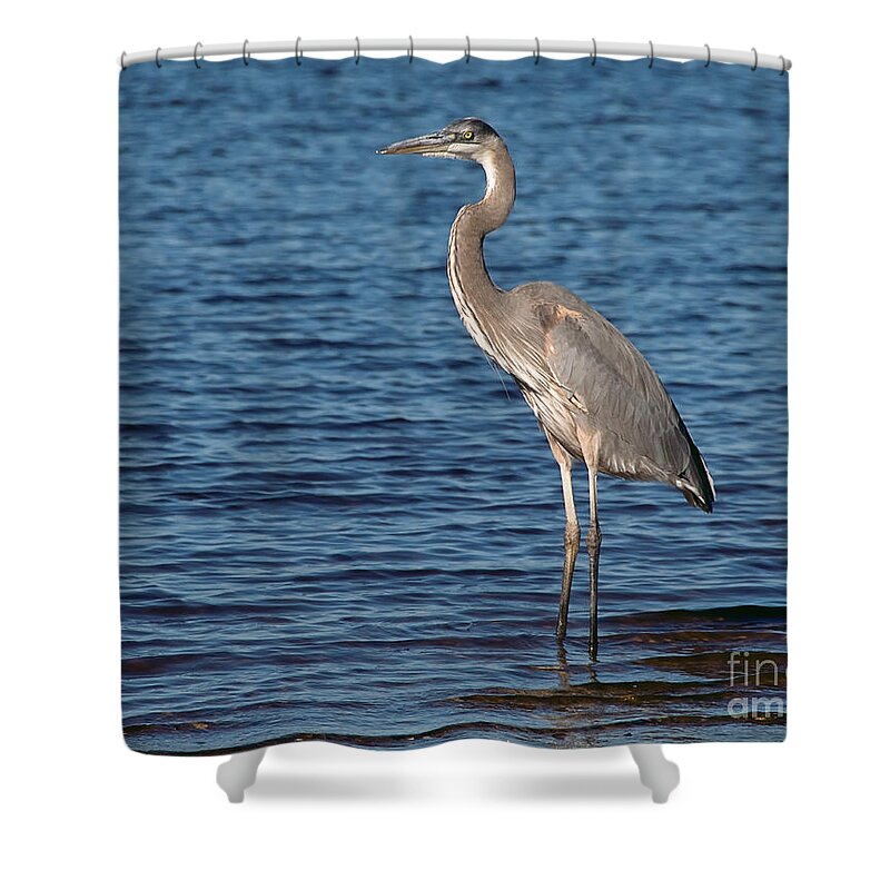 Great Blue Heron Shower Curtain featuring the photograph Great Blue Heron by Art Whitton