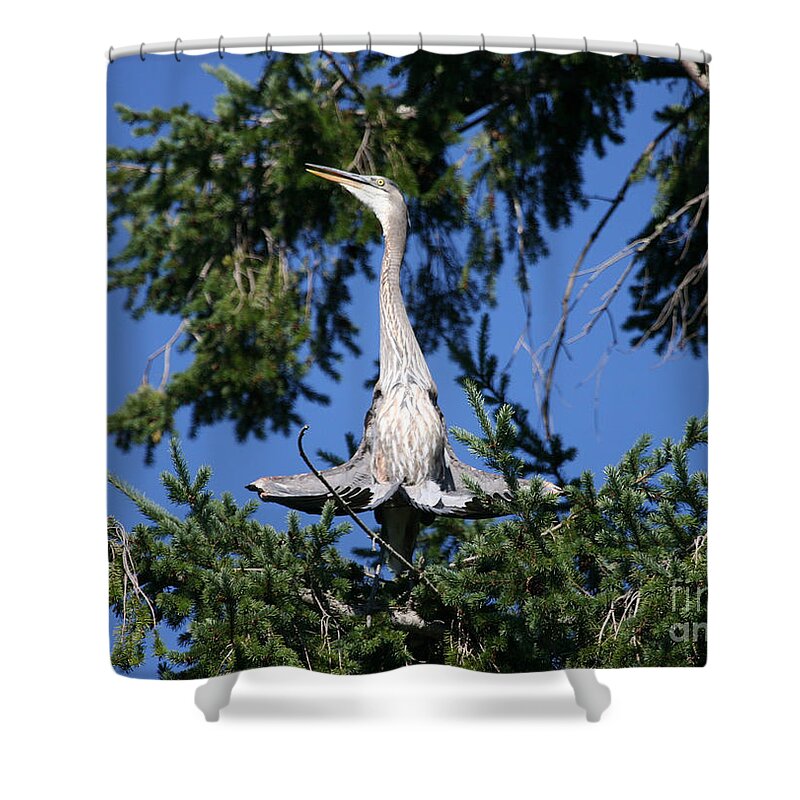 Bird Shower Curtain featuring the photograph Great Blue Heron Wing Curl - Pacific Northwest Washington by Tap On Photo