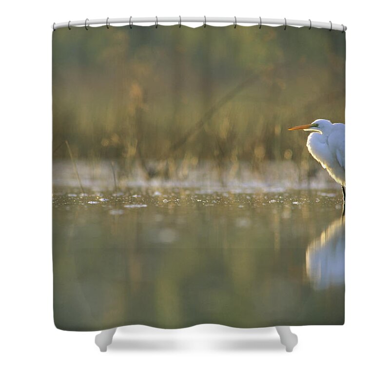 00171449 Shower Curtain featuring the photograph Great Egret Backlit In Marsh At Sunset by Tim Fitzharris