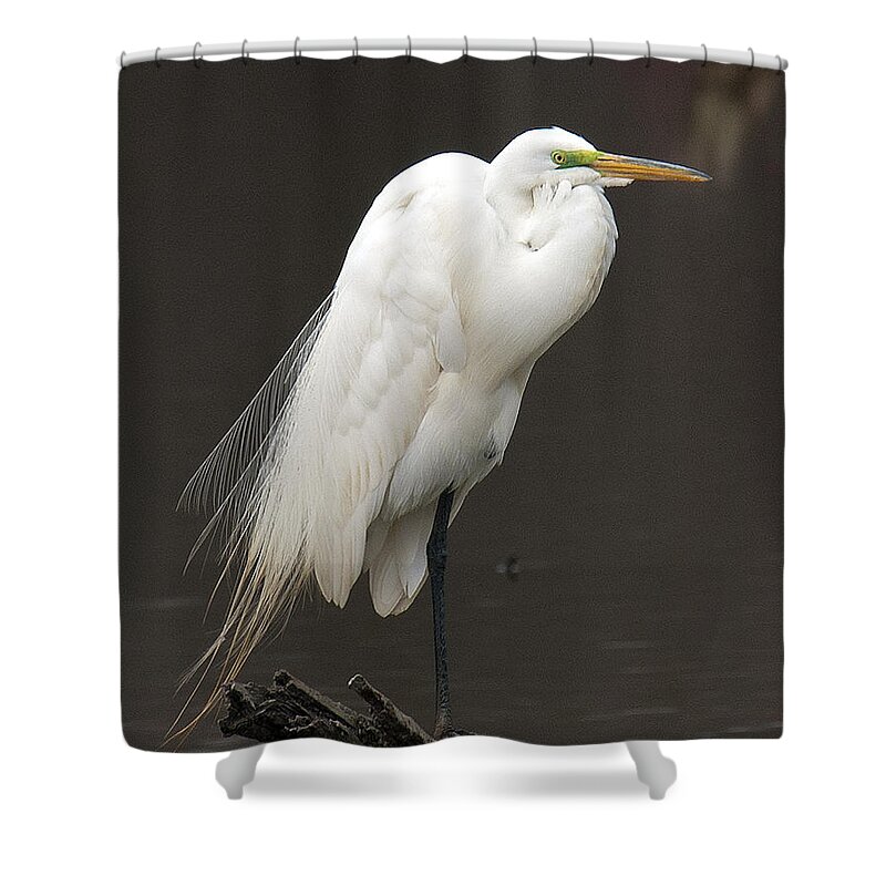 Marsh Shower Curtain featuring the photograph Great Egret Resting DMSB0036 by Gerry Gantt