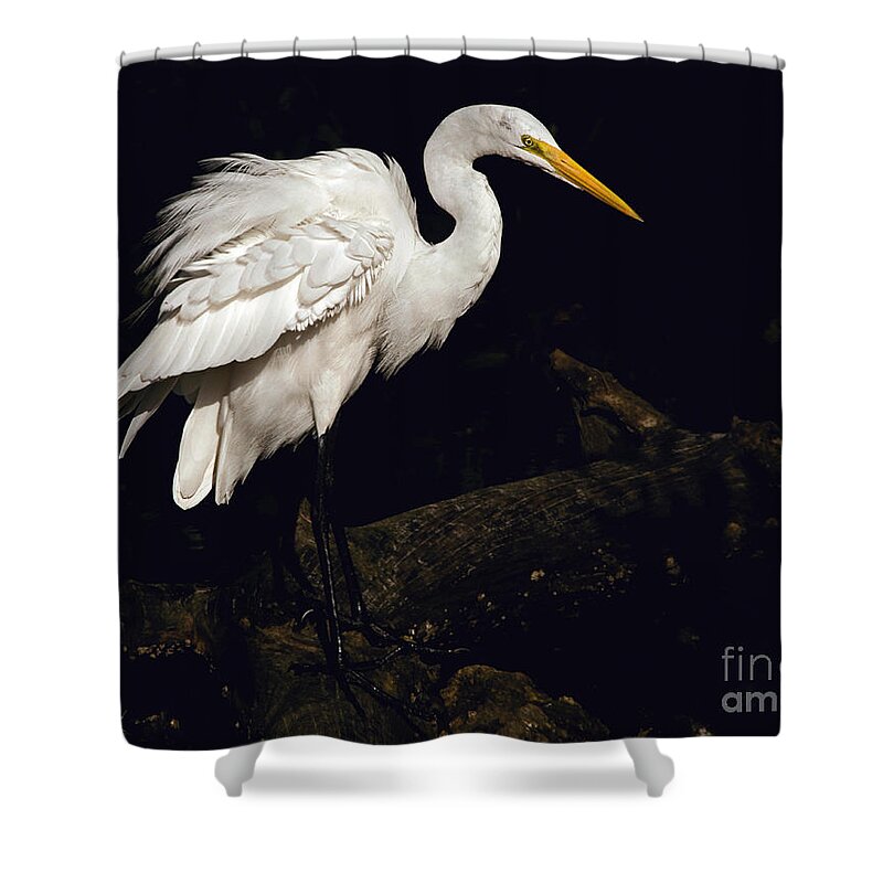 Great Egret Shower Curtain featuring the photograph Great Egret Ruffles His Feathers by Art Whitton