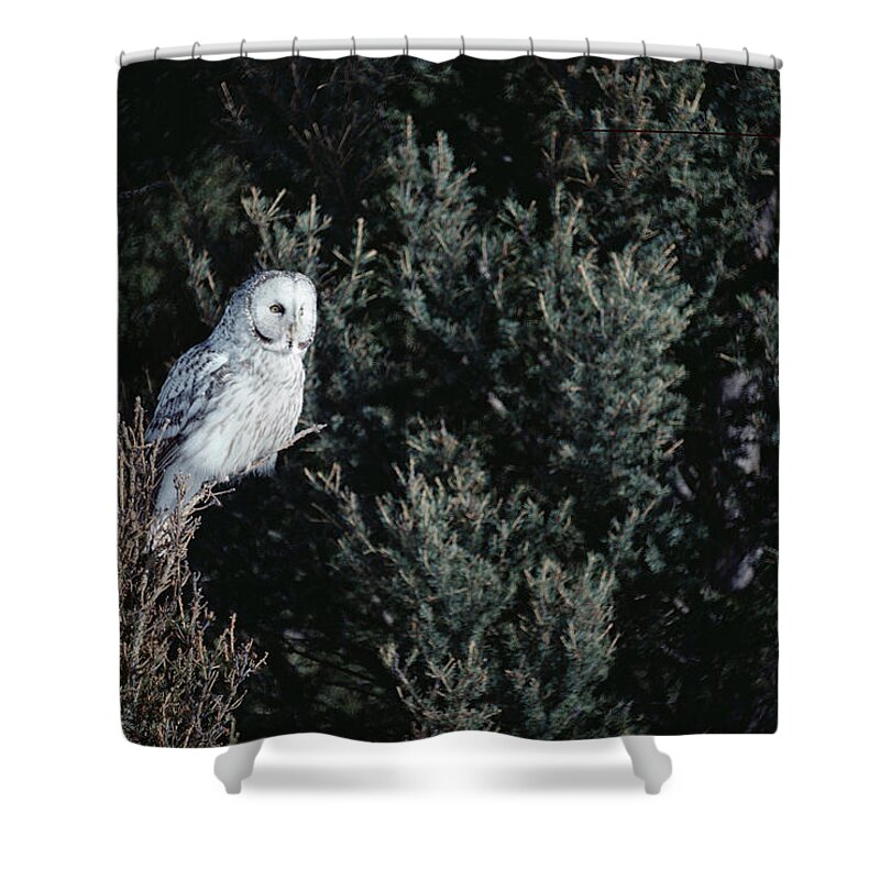Mp Shower Curtain featuring the photograph Great Gray Owl Strix Nebulosa In Blonde by Michael Quinton