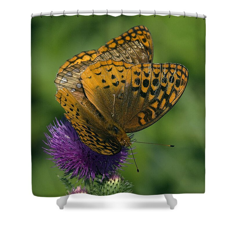 Nature Shower Curtain featuring the photograph Great Spangled Fritillaries on Thistle DIN108 by Gerry Gantt