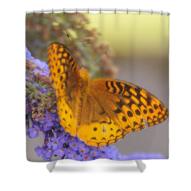 Great Spangled Fritttary Butterfly Shower Curtain featuring the photograph Great Spangled Fritillary Butterfly by Paul Ward