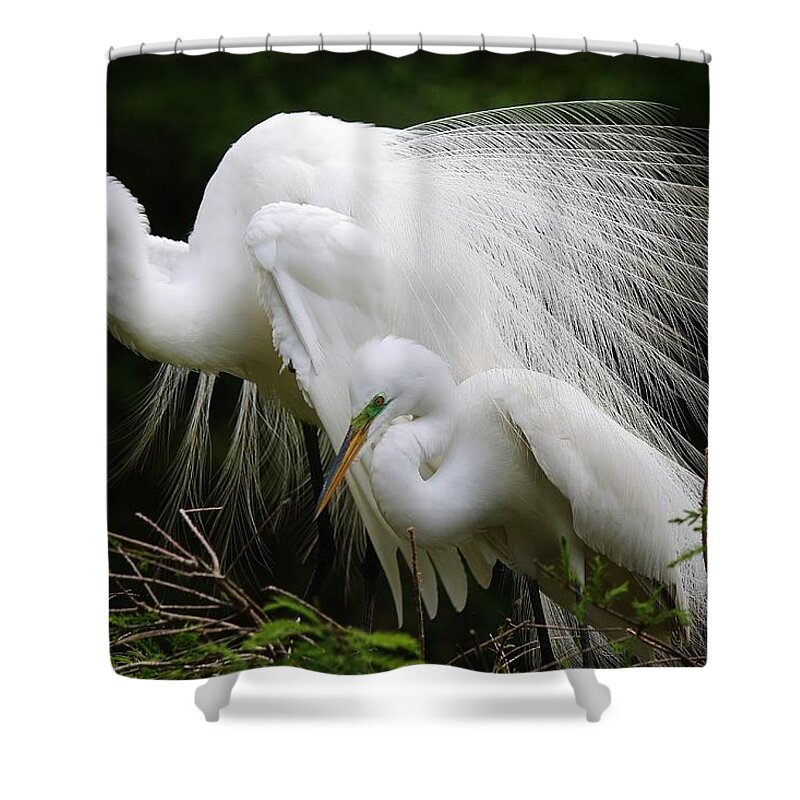 Egret Shower Curtain featuring the photograph Great White Egret Mates by Paulette Thomas