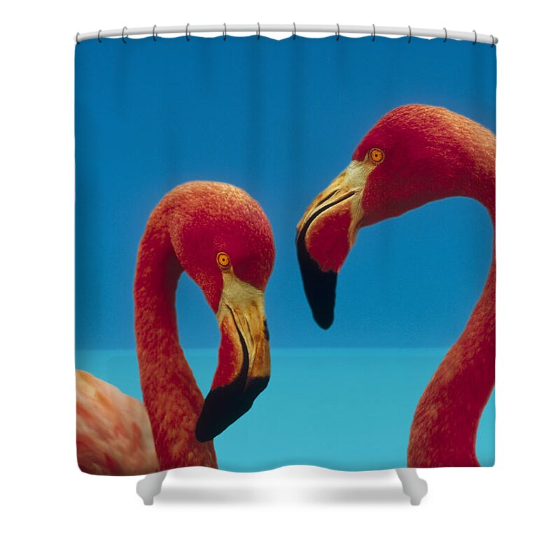 00172310 Shower Curtain featuring the photograph Greater Flamingo Courting Pair by Tim Fitzharris