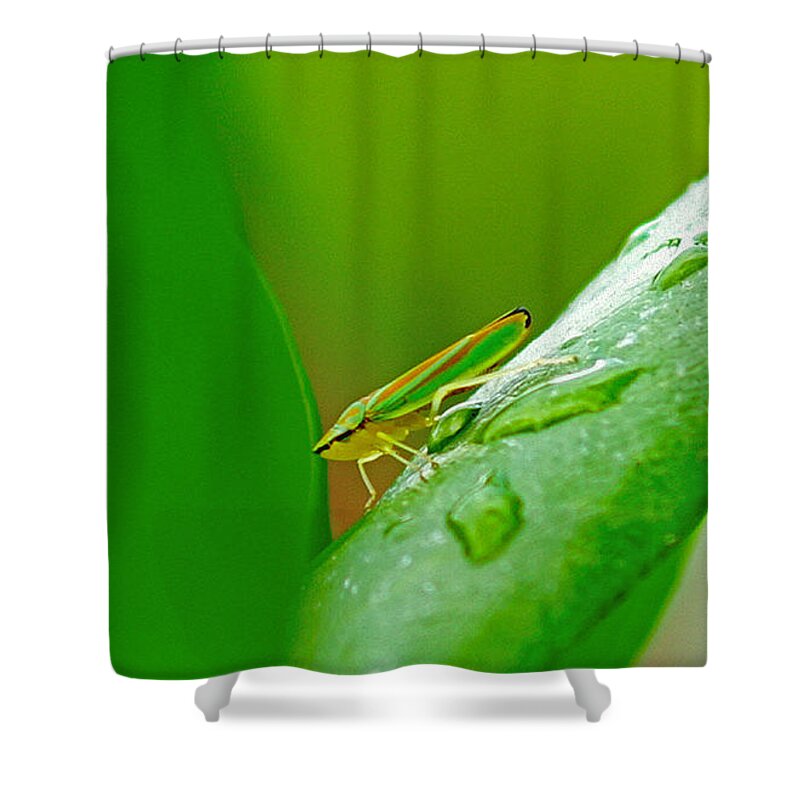 Bugs Shower Curtain featuring the photograph Green and Yellow Bug by Randy Harris